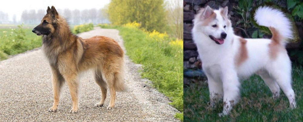Thai Bangkaew vs Belgian Shepherd Dog (Tervuren) - Breed Comparison