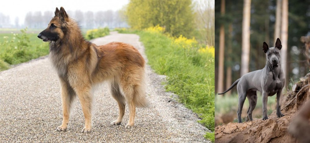 Thai Ridgeback vs Belgian Shepherd Dog (Tervuren) - Breed Comparison