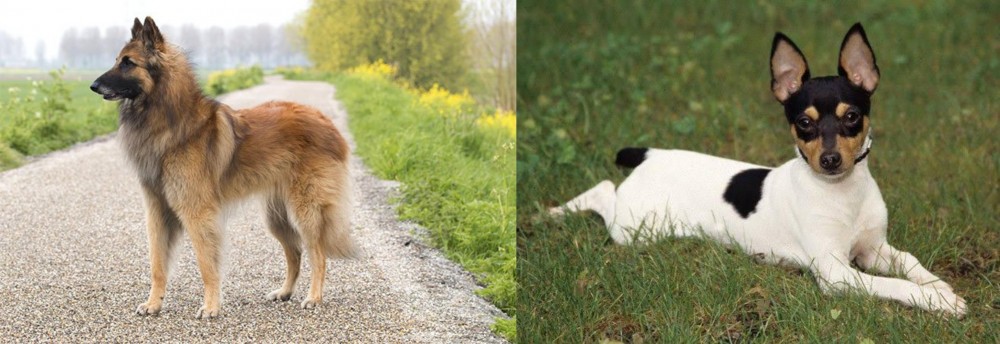 Toy Fox Terrier vs Belgian Shepherd Dog (Tervuren) - Breed Comparison