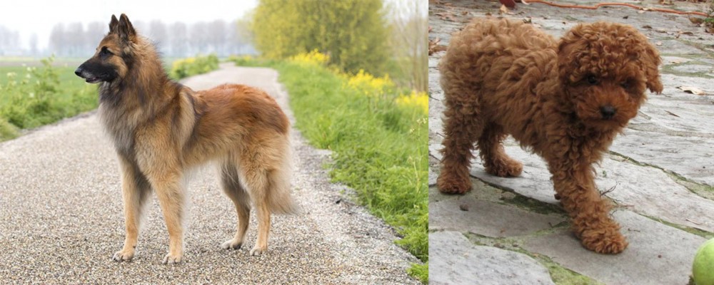 Toy Poodle vs Belgian Shepherd Dog (Tervuren) - Breed Comparison