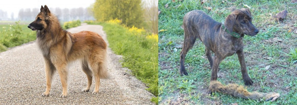 Treeing Cur vs Belgian Shepherd Dog (Tervuren) - Breed Comparison