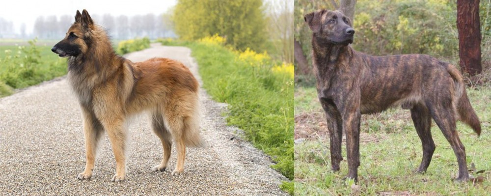 Treeing Tennessee Brindle vs Belgian Shepherd Dog (Tervuren) - Breed Comparison