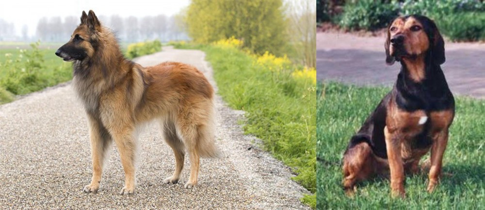 Tyrolean Hound vs Belgian Shepherd Dog (Tervuren) - Breed Comparison