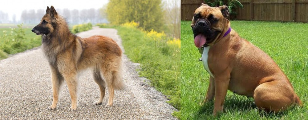 Valley Bulldog vs Belgian Shepherd Dog (Tervuren) - Breed Comparison