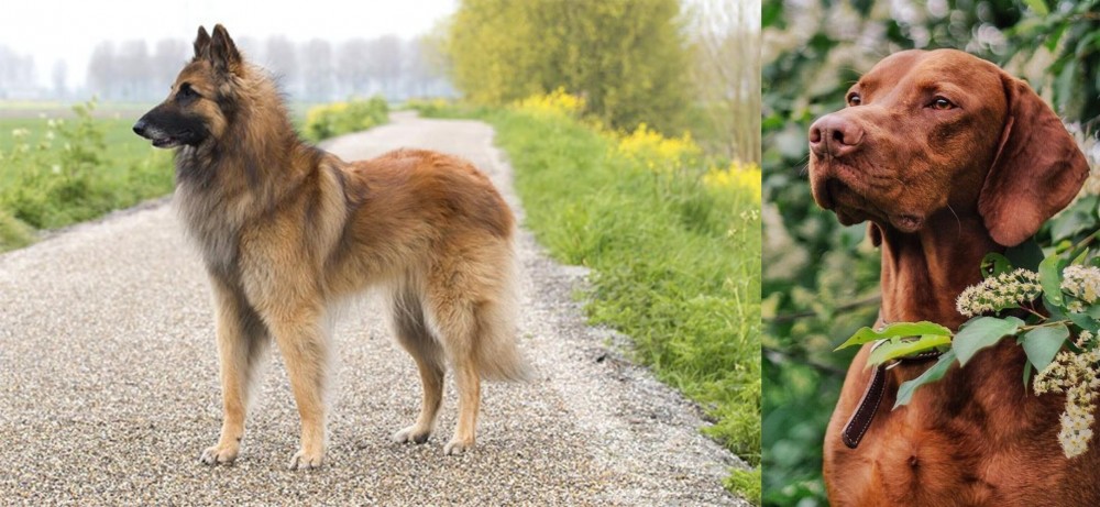 Vizsla vs Belgian Shepherd Dog (Tervuren) - Breed Comparison