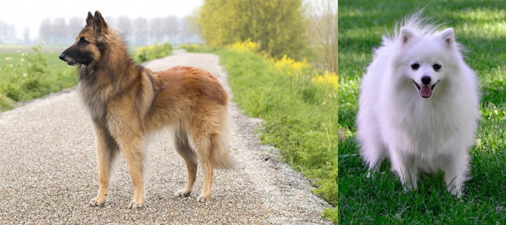 Volpino Italiano vs Belgian Shepherd Dog (Tervuren) - Breed Comparison