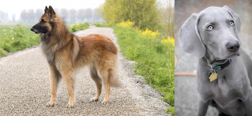 Weimaraner vs Belgian Shepherd Dog (Tervuren) - Breed Comparison
