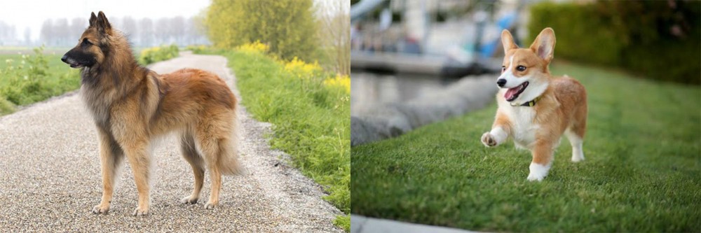 Welsh Corgi vs Belgian Shepherd Dog (Tervuren) - Breed Comparison