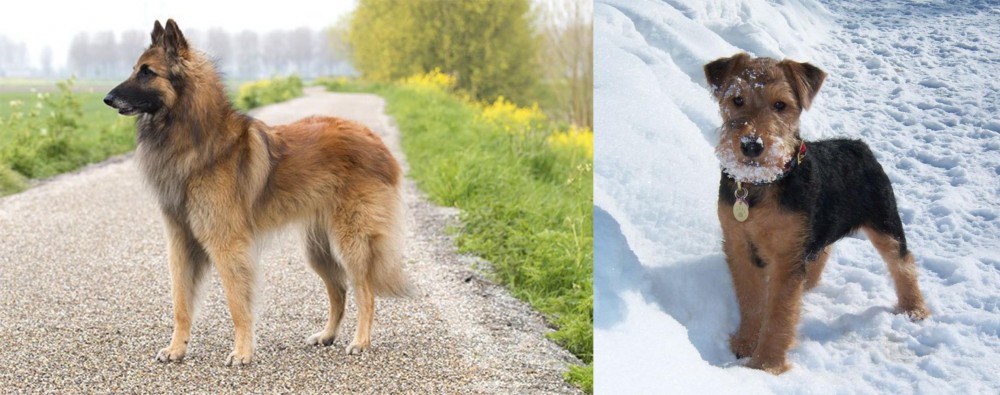 Welsh Terrier vs Belgian Shepherd Dog (Tervuren) - Breed Comparison