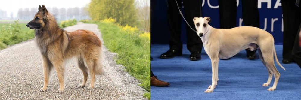 Whippet vs Belgian Shepherd Dog (Tervuren) - Breed Comparison