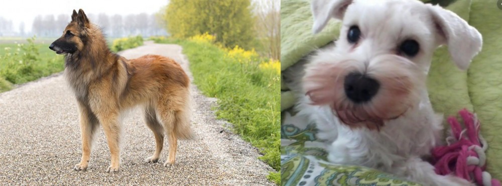 White Schnauzer vs Belgian Shepherd Dog (Tervuren) - Breed Comparison