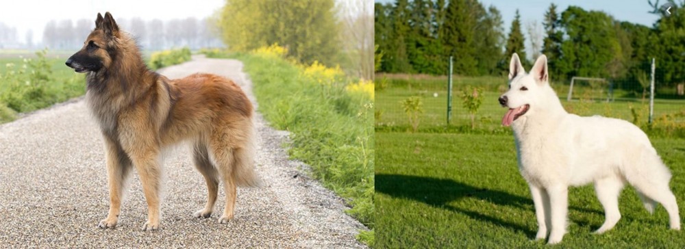 White Shepherd vs Belgian Shepherd Dog (Tervuren) - Breed Comparison