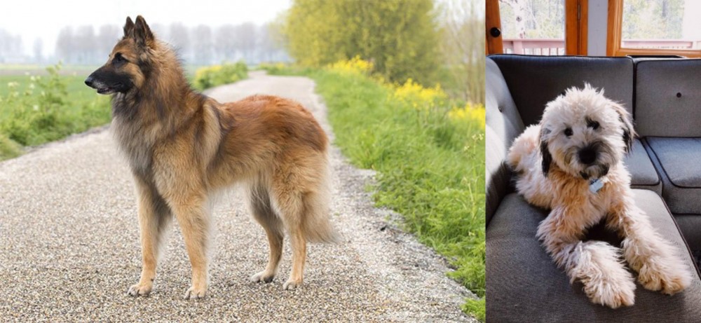 Whoodles vs Belgian Shepherd Dog (Tervuren) - Breed Comparison