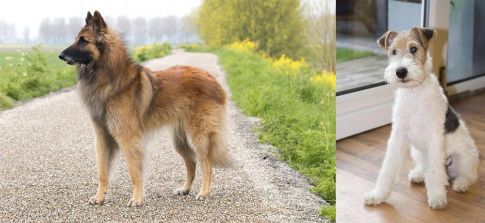 Wire Fox Terrier vs Belgian Shepherd Dog (Tervuren) - Breed Comparison
