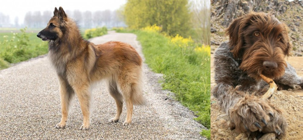Wirehaired Pointing Griffon vs Belgian Shepherd Dog (Tervuren) - Breed Comparison