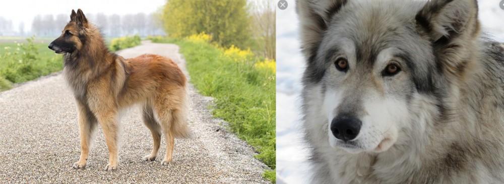 Wolfdog vs Belgian Shepherd Dog (Tervuren) - Breed Comparison