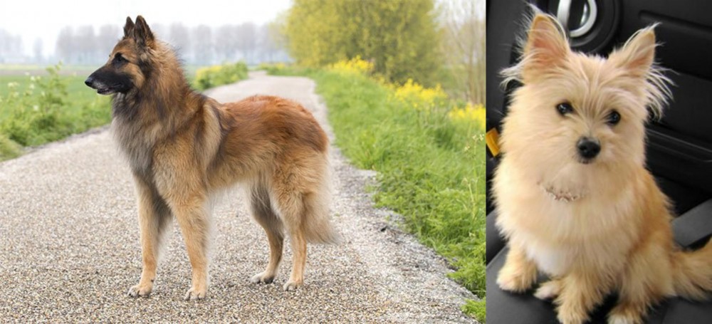 Yoranian vs Belgian Shepherd Dog (Tervuren) - Breed Comparison