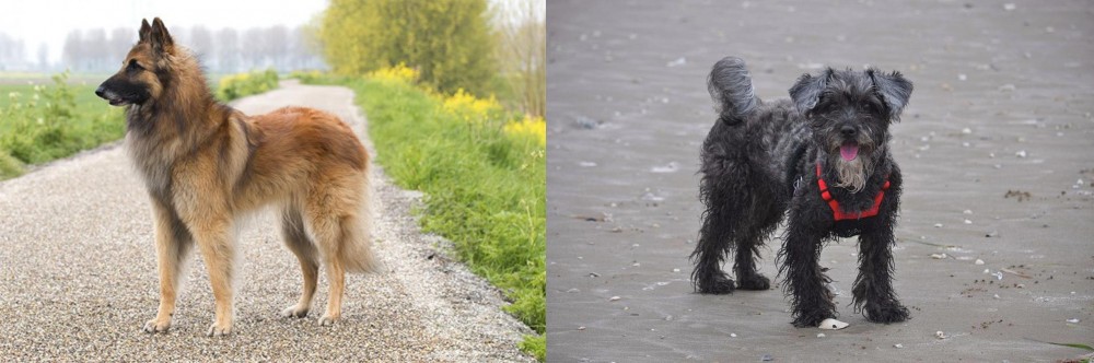 YorkiePoo vs Belgian Shepherd Dog (Tervuren) - Breed Comparison