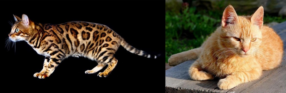 Brazilian Shorthair vs Bengal - Breed Comparison