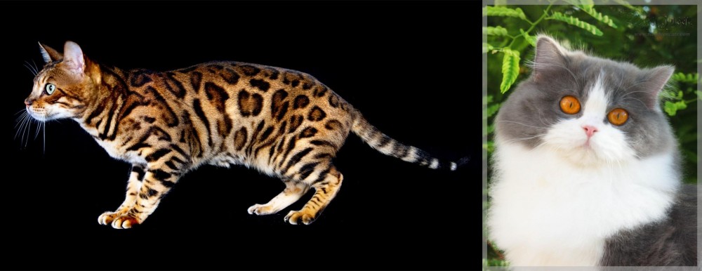 British Longhair vs Bengal - Breed Comparison