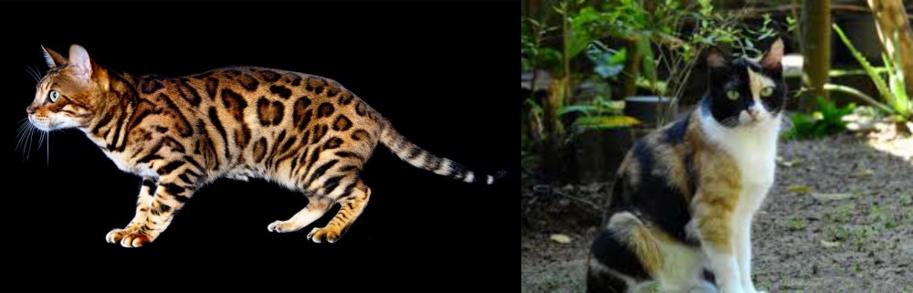 Calico vs Bengal - Breed Comparison