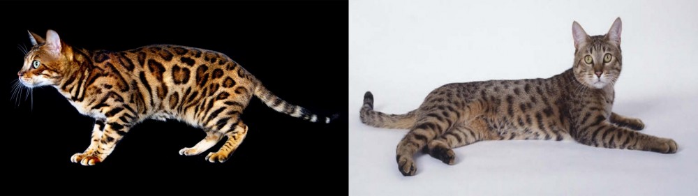 California Spangled Cat vs Bengal - Breed Comparison