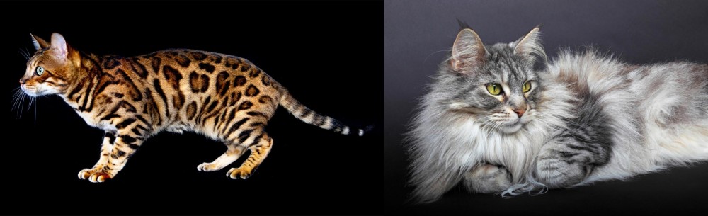 Domestic Longhaired Cat vs Bengal - Breed Comparison