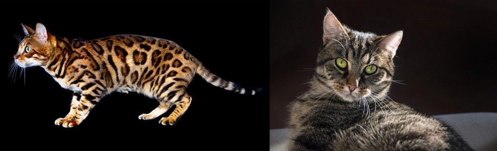 European Shorthair vs Bengal - Breed Comparison