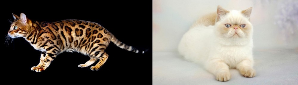 Exotic Shorthair vs Bengal - Breed Comparison