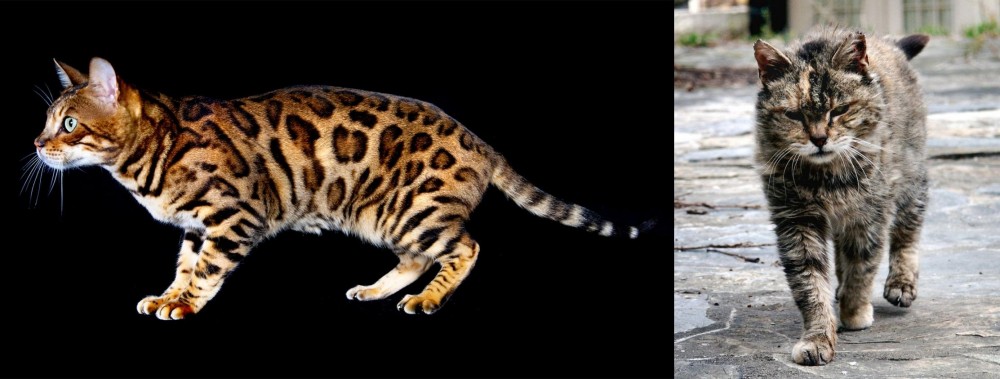 Farm Cat vs Bengal - Breed Comparison