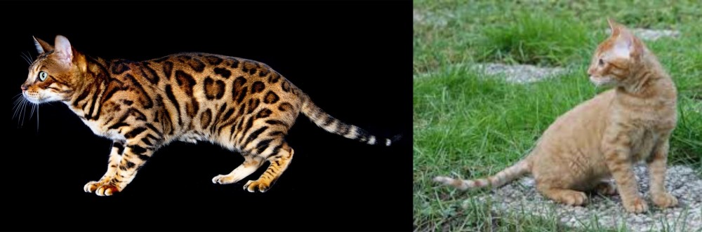 German Rex vs Bengal - Breed Comparison