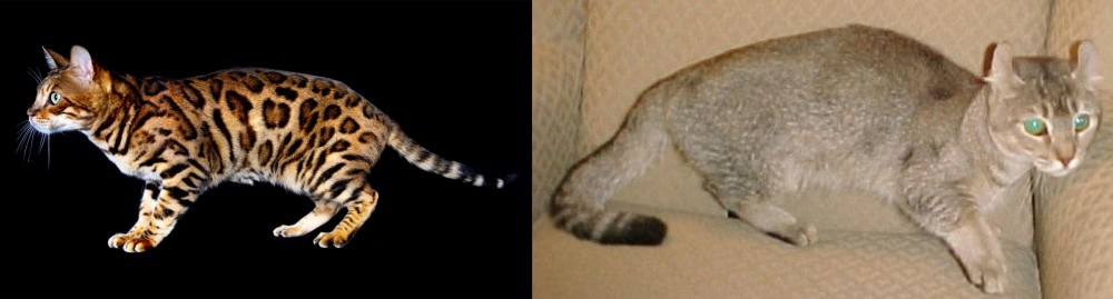 Jaguarundi Curl vs Bengal - Breed Comparison