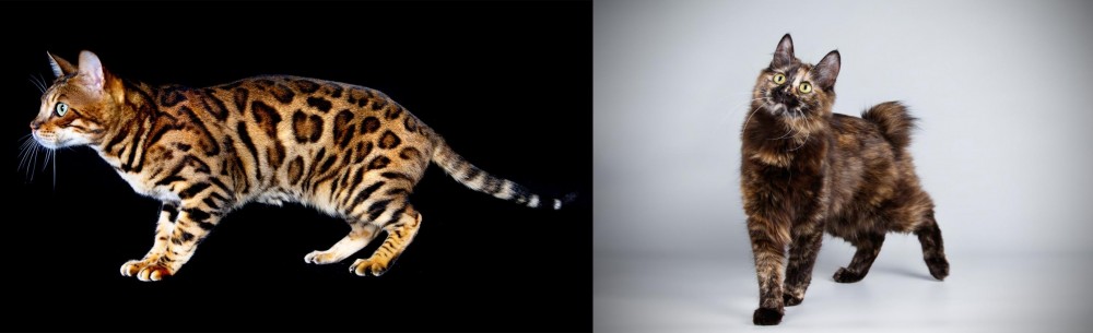 Japanese Bobtail vs Bengal - Breed Comparison