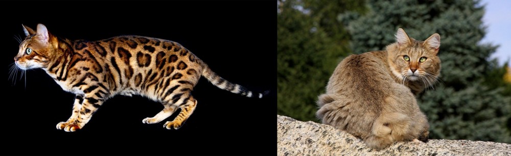 Jungle-Bob vs Bengal - Breed Comparison