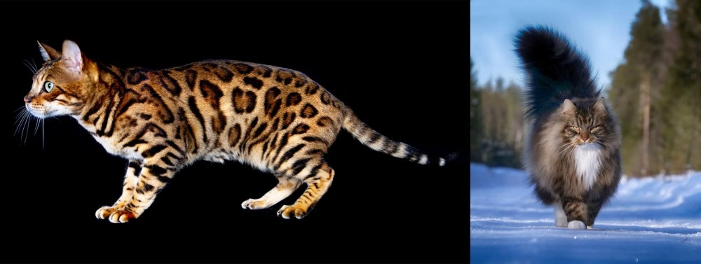 Norwegian Forest Cat vs Bengal - Breed Comparison