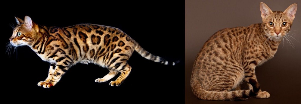 Ocicat vs Bengal - Breed Comparison