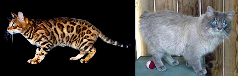 Owyhee Bob vs Bengal - Breed Comparison