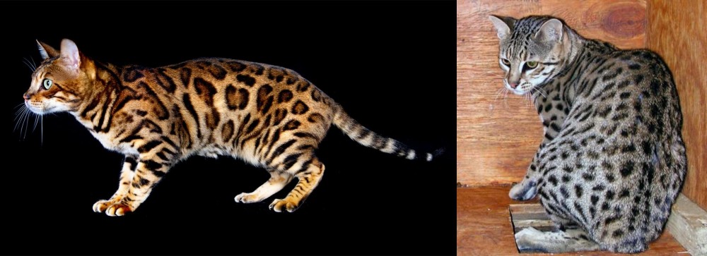 Safari vs Bengal - Breed Comparison