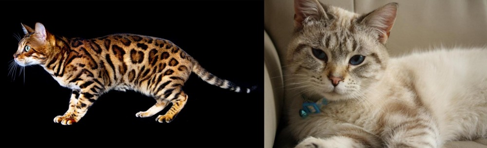 Siamese/Tabby vs Bengal - Breed Comparison