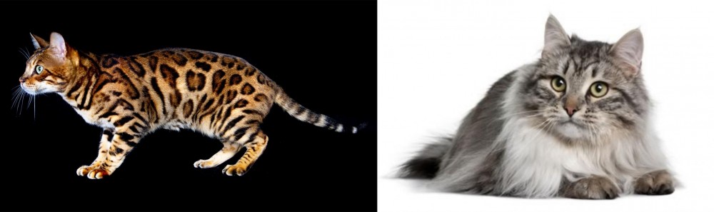 Siberian vs Bengal - Breed Comparison