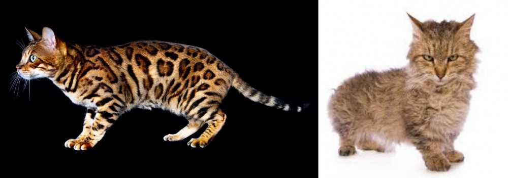 Skookum vs Bengal - Breed Comparison