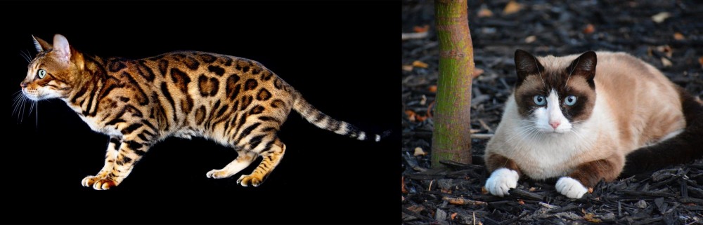 Snowshoe vs Bengal - Breed Comparison