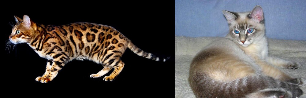 Tiger Cat vs Bengal - Breed Comparison