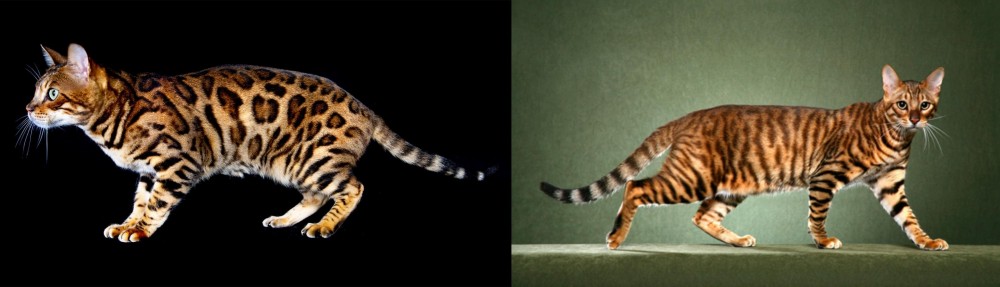 Toyger vs Bengal - Breed Comparison