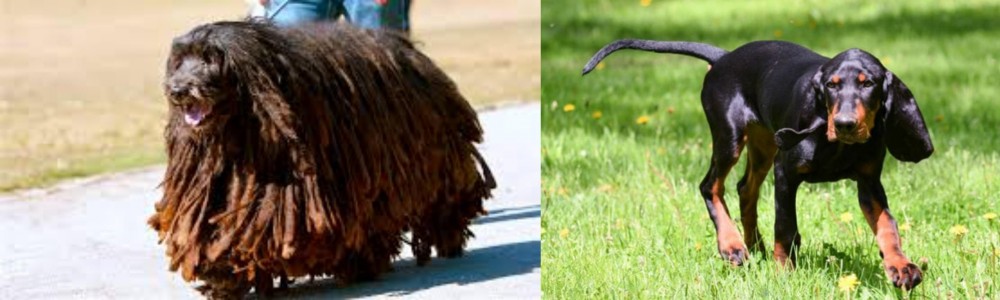 Black and Tan Coonhound vs Bergamasco - Breed Comparison
