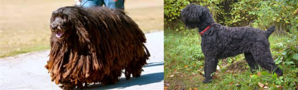 Black Russian Terrier vs Bergamasco - Breed Comparison