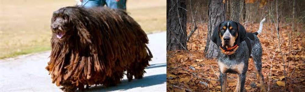 Bluetick Coonhound vs Bergamasco - Breed Comparison