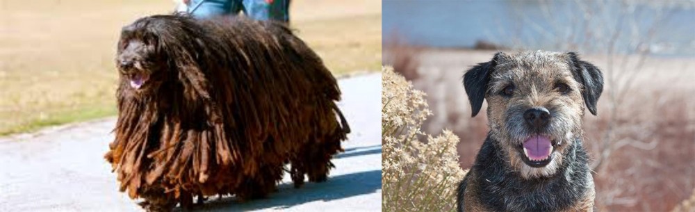 Border Terrier vs Bergamasco - Breed Comparison