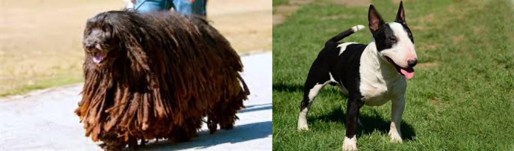 Bull Terrier Miniature vs Bergamasco - Breed Comparison