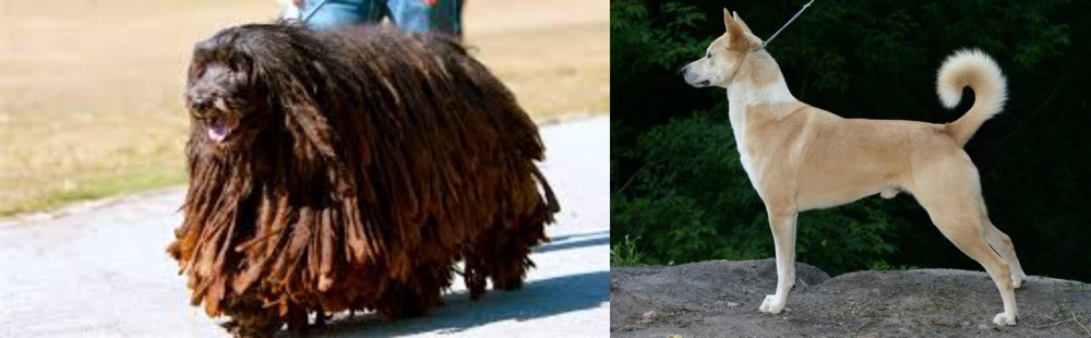 Canaan Dog vs Bergamasco - Breed Comparison